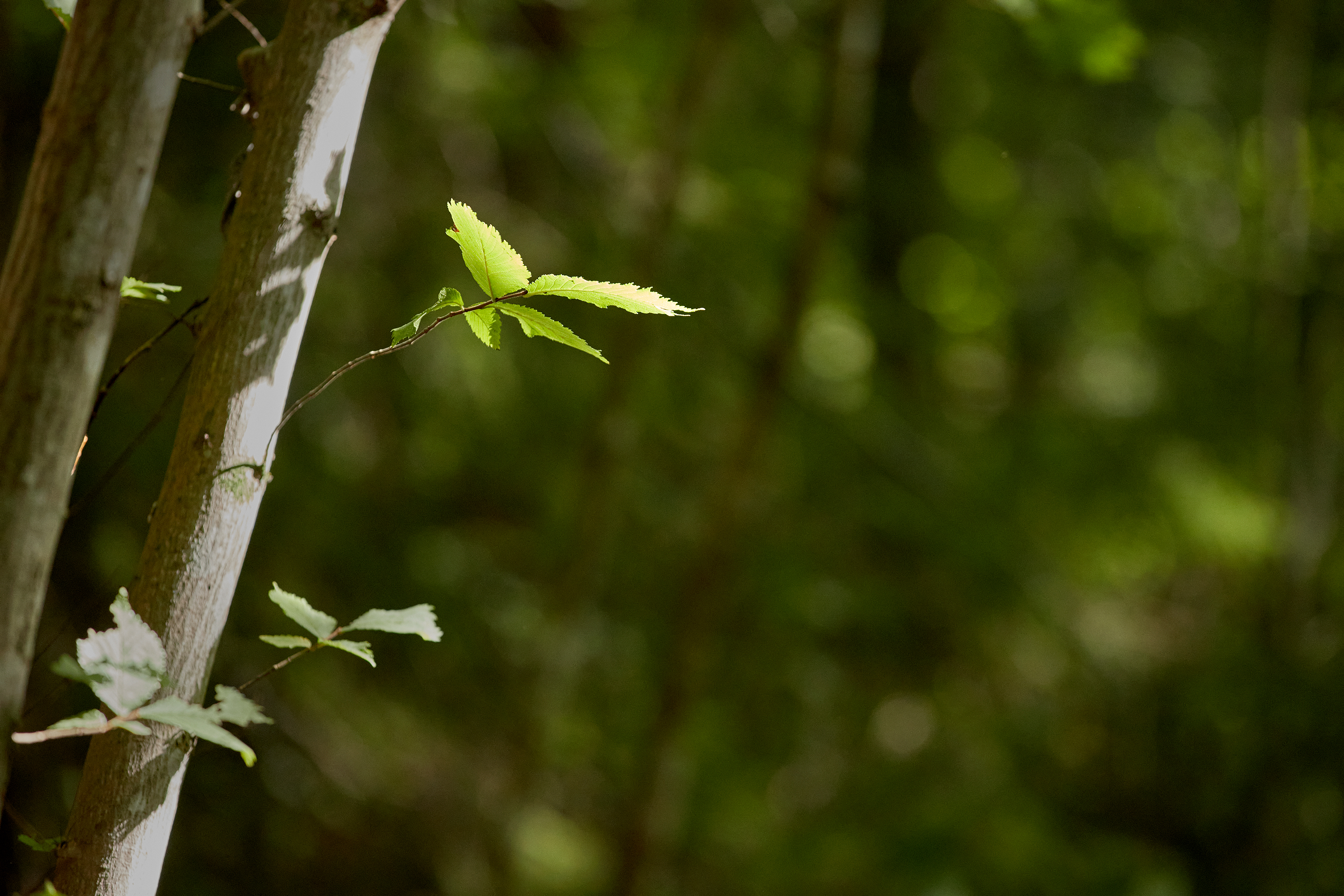 Close-up image of a green leaf