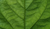 A close-up of a green leaf