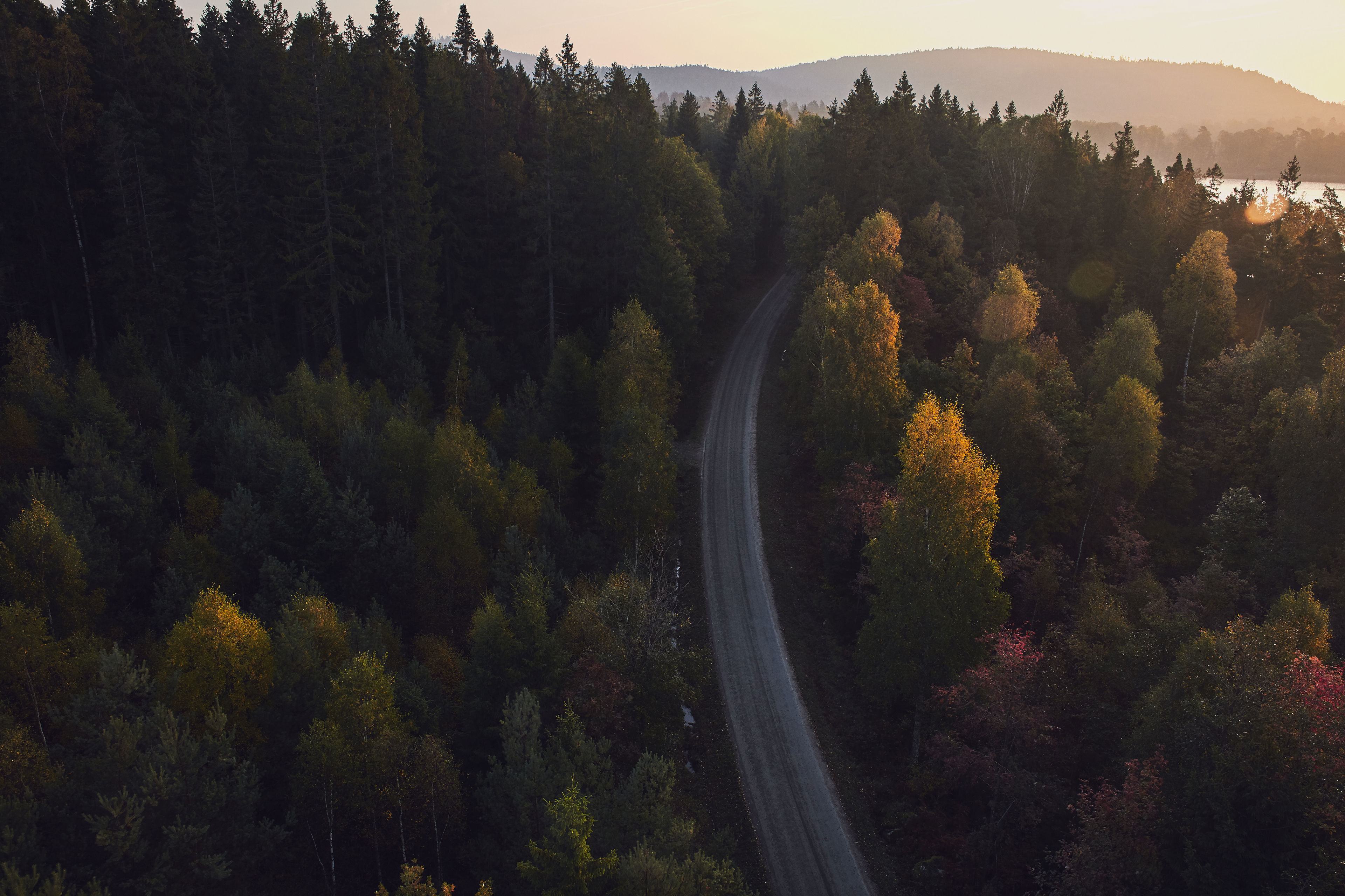 Road in forest